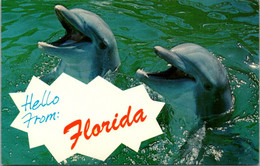 Dolphins Porpoises Hello From Florida - Dauphins
