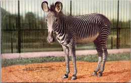 Grevy Zebra New York Zoological Park - Zebras