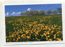 AK 121972 SWITZERLAND - Obstblüte Bei Lanzenneunform - Other & Unclassified