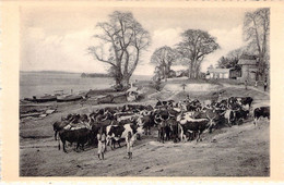 REPUBLIQUE CENTREFRICAINE - Baobabs Et Bétail à Léopoldville - Carte Postale Ancienne - Centrafricaine (République)