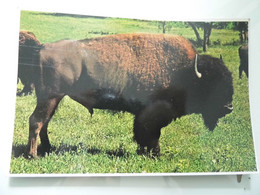 Cartolina Viaggiata "BISON In Yellowstone National Park, Wyoming" 1989 - Yellowstone