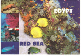 CARTOLINA PER ITALIA RED SEA - Sharm El Sheikh