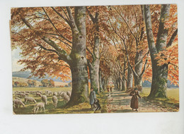 Illustrateur MÜLLER - Munich - Jolie Carte Fantaisie Ramasseuse De Bois Mort , Berger Avec Moutons - Série WALD UND FELD - Müller, August - München