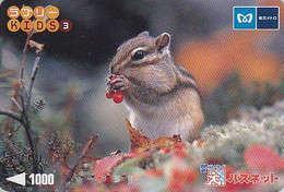 Carte Prépayée JAPON - ANIMAL - ECUREUIL - SQUIRREL JAPAN Prepaid Metro Ticket Card - EICHHÖRNCHEN - 303 - Otros & Sin Clasificación