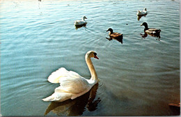 Kentucky Bowling Green Beech Bend Park Lake Scene With Swan And Ducks - Bowling Green