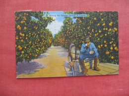 Black Americana    Among The Orange  Groves Florida.     ref 5964 - Black Americana