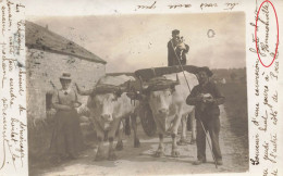 Hermonville * Carte Photo 1907 * Attelage Boeufs , Scène Agricole Agrucluture *souvenir Excursion Autre Côté De Pouillon - Montmirail