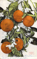 USA - ARIZONA - ORANGES And Blossoms - Carte Postale Ancienne - Altri & Non Classificati