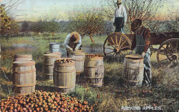 USA - ARIZONA - Packing Apples - Carte Postale Ancienne - Otros & Sin Clasificación