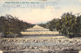 USA - ARIZONA - Orange Grove In Salt River Valley - Carte Postale Ancienne - Other & Unclassified