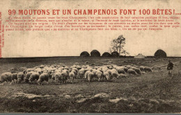 99 Moutons Et Un Champenois - Champagne-Ardenne