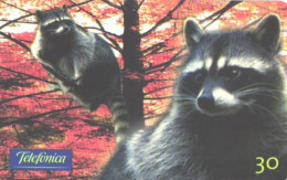 Brazil:Brasil:Used Phonecard, Telefonica, 30 Units, Raccoon, 2000 - Brasilien