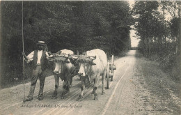 Charolles * Attelage à Boeufs Charollais , Dans La Forêt * Paysan Agriculture - Charolles