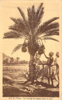 AFRIQUE - La Récolte Des Dattes Dans Le Sud - Publicité Chocolat CARDON Cambrai - Carte Postale Ancienne - Unclassified