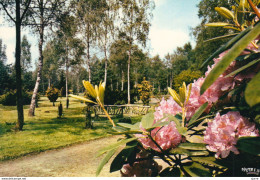 Bokrijk / Genk - Provinciedomein - Het Arboretum - Genk