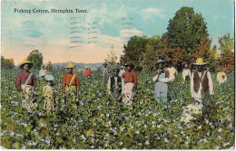 Etats Unis -    Picking  Cotton -    Memphis -  Tennessee - Memphis