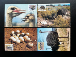 SOUTH WEST AFRICA SWA 1985 OSTRICHES SET OF 4 MAXIMUM CARDS - Struzzi