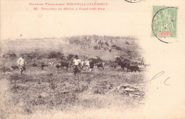 NOUVELLE CALEDONIE - Troupeau De Bétail à Tiaré Près PAM - Carte Postale Ancienne - Nouvelle Calédonie