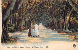 ALGERIE - ALGER - Jardin D'essai - L'Allée Des Ficus - LL - Carte Postale Ancienne - Algerien