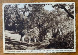 CAMALDOLI - EREMITI NELLA SECOLARE FORESTA RACCOLTA ERBE MEDICINALI ..come Era ...VIAGGIATA  -  G.F. MM 154 - Carrara