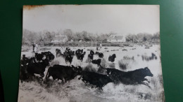 CPM PHOTO GEORGE  CAMARGUE CAVALIERS GARDIANS TROUPEAU DE TAUREAUX   CABANES  TACHE EN HAUT A GAUCHE - Toros