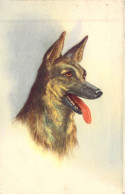 ANIMAUX - CHIEN - Berger Belge Malinois  - Carte Postale Ancienne - Cani