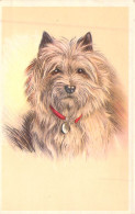 ANIMAUX - CHIEN - Cairn Terrier - Carte Postale Ancienne - Cani