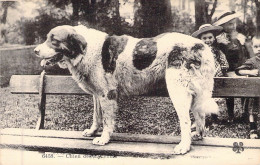 ANIMAUX - CHIEN - Un Chien Des Pyrénées- Carte Postale Ancienne - Cani