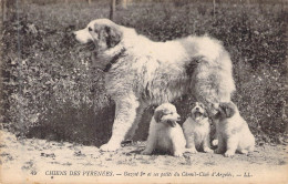 ANIMAUX - CHIEN - Chien Des Pyrénées - Gazost 1er Et Ses Petits Du Chenil Club D'Argelès - LL - Carte Postale Ancienne - Cani