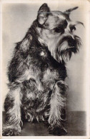 ANIMAUX - CHIEN -Berger Des Pyrénées - Carte Postale Ancienne - Cani