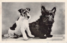 ANIMAUX - CHIEN - Fox Terrier - Carte Postale Ancienne - Cani