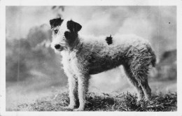 ANIMAUX - CHIEN - Fox Terrier - Carte Postale Ancienne - Cani