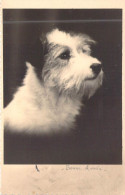 ANIMAUX - CHIEN - Fox Terrier - Carte Postale Ancienne - Cani