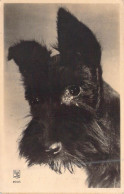 ANIMAUX - CHIEN - Fox Terrier - Carte Postale Ancienne - Cani