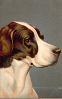 ANIMAUX - CHIEN - Pointer - Carte Postale Ancienne - Cani