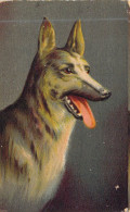 ANIMAUX - CHIEN - Berger Malinois - Carte Postale Ancienne - Cani