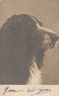 ANIMAUX - CHIEN - Epagneul - Carte Postale Ancienne - Cani