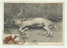 ERITREA, FAUNA, USI E COSTUMI - AGAZAN MASCHIO - VIAGGIATA FG - Libia