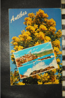 CP, 06,  Souvenir D ANTIBES, Mimosas - Andere & Zonder Classificatie