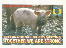 Cp , Carte QSL,  BRAVO ROMEO CHARLIE, International DX - ERS MEETING, 1997, Cochon, 2 Scans - Radio Amatoriale