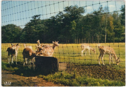 Hertenpark - Provinciepark Bokrijk - (België/Belgique) - Genk