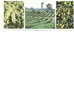 Georgia- Postcard Unused 1983 - Fruits And Tea Plantation  - Collage Of Images - Géorgie