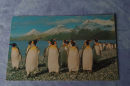 5-782 Carte  British Antarctic Survey Card BAT King Penguin South Georgia  Pingouin Manchoit Royal No TAAF FAAT - Antarktischen Tierwelt