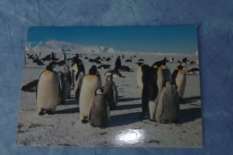 5-786 Carte TAAF FAAT Terre Adélie Land Photo Robert Guillard EPF Pointe Géologie Penguin Pinguoin Manchot Empereur - Antarctische Fauna