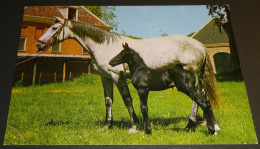 Paarden - Horses - Pferde - Cheveaux - Black & White - Chevaux