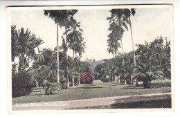 Dominique - Botanical Gardens - Dominica B.W.I - Dominica