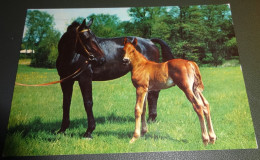 Paarden - Horses - Pferde - Cheveaux - Kruger - Chevaux