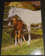 Paarden - Horses - Pferde - Cheveaux - Bij Hek - Chevaux