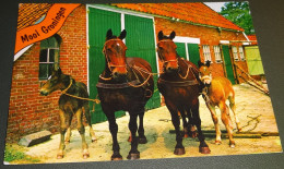 Paarden - Horses - Pferde - Cheveaux - Groningen - Van Leer - Nr AR5 - 981 - Chevaux