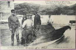 C. P. A. : SAINT-PIERRE Et MIQUELON : Les Fanons D'une Baleine (The Inside Of A Whale), Animé, En 1909, RARE - Saint-Pierre-et-Miquelon